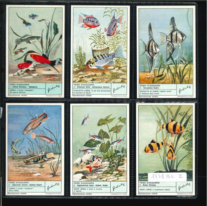 Immagine di 1780 - PESCI D'ACQUARIO-ITALIANA