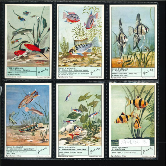 Immagine di 1780 - PESCI D'ACQUARIO-ITALIANA