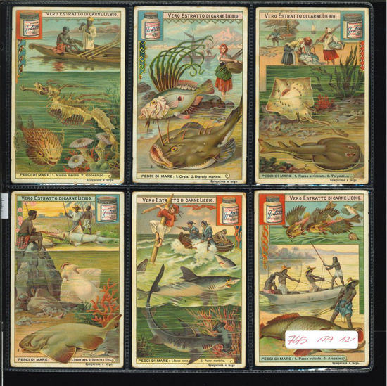 Immagine di 744 - PESCI DI MARE-ITALIANA