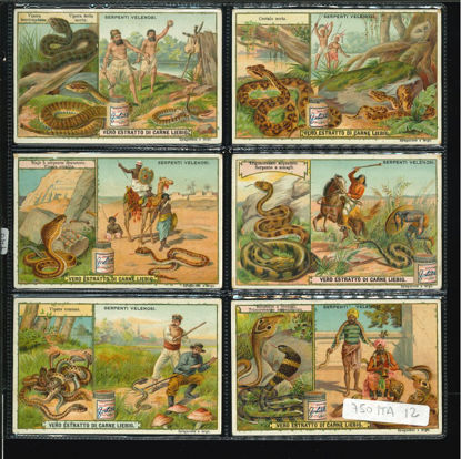 Immagine di 748 - SERPENTI VELENOSI-ITALIANA