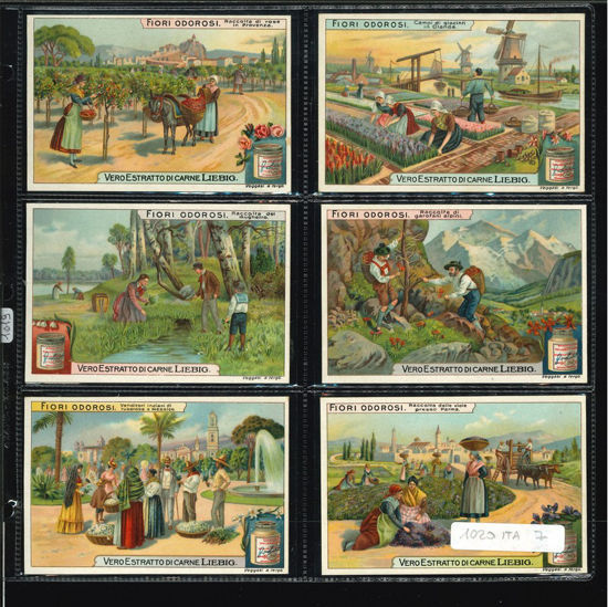 Immagine di 1019 - FIORI ODOROSI-ITALIANA