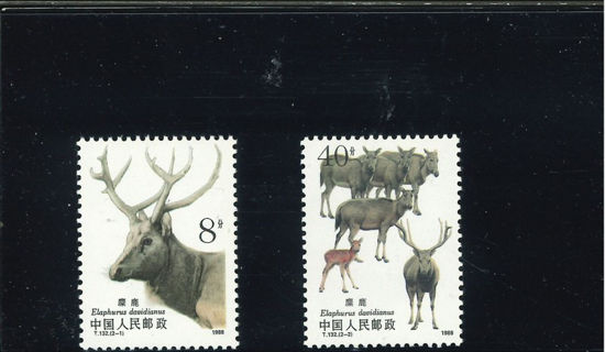 Immagine di 2213 - CERVI 2v