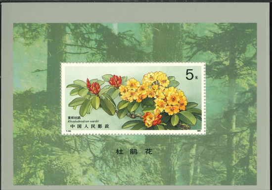 Immagine di 57 - RODODENDRI V.1